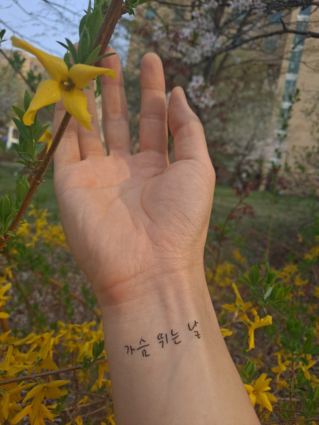 A hand gently touching a forsythia blossom, with a Hangul script temporary tattoo on the inner wrist, signifying a connection with nature